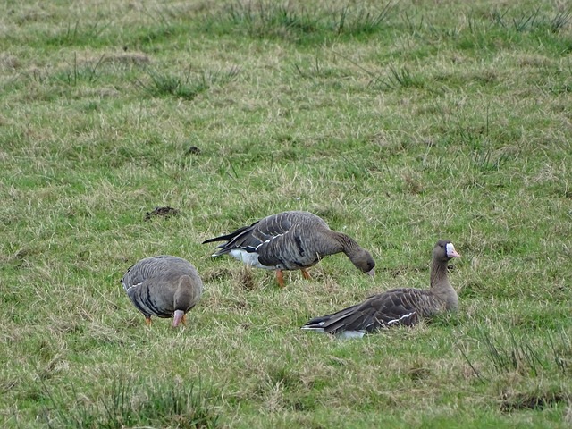 裁员的重灾 裁员的重灾